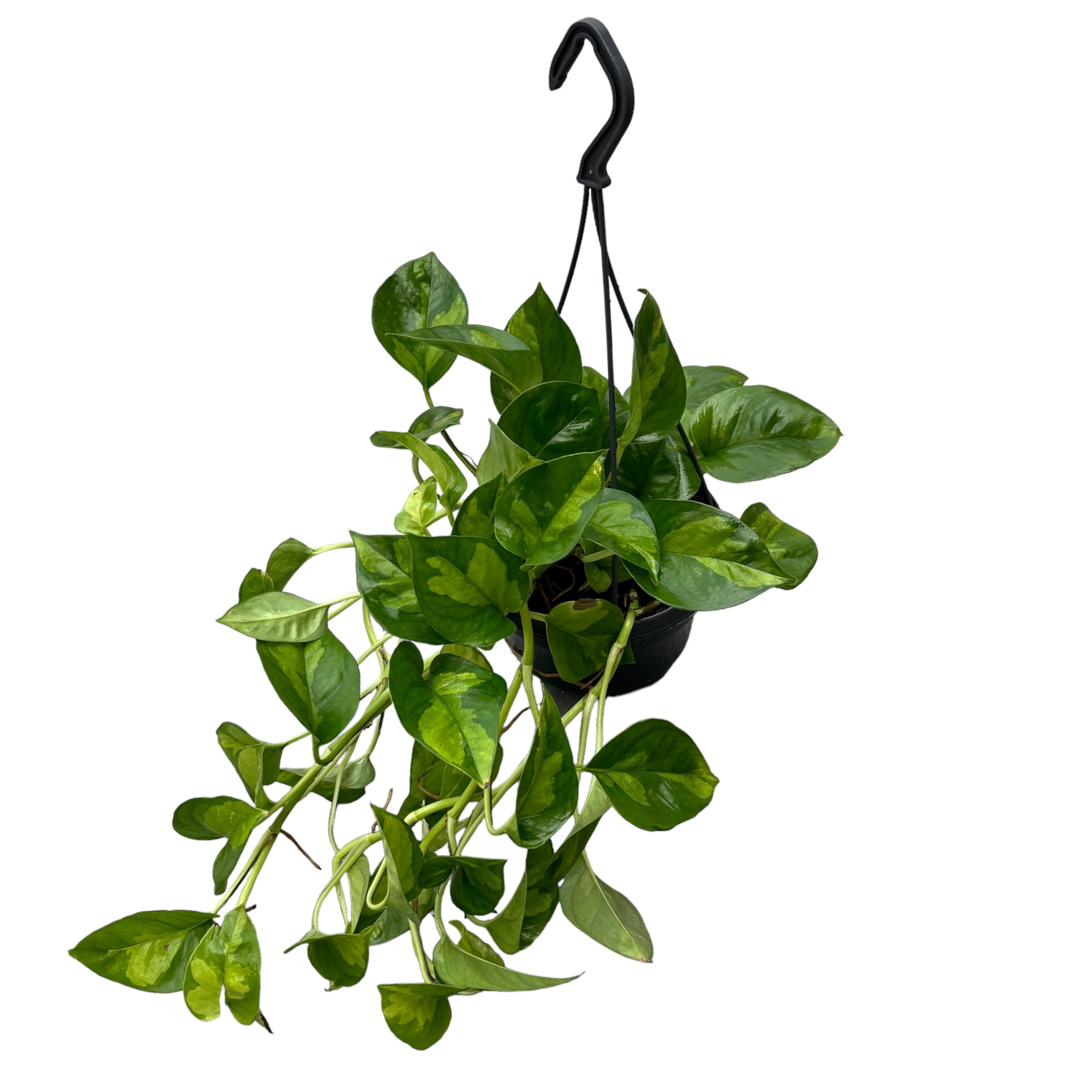 Epipremnum pinnatum 'Global Green' - exemplare XL