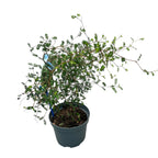 Kowhai (Sophora prostrata ‘Little Leaf’) – egzotični grm s finim lišćem i zlatnim cvjetovima