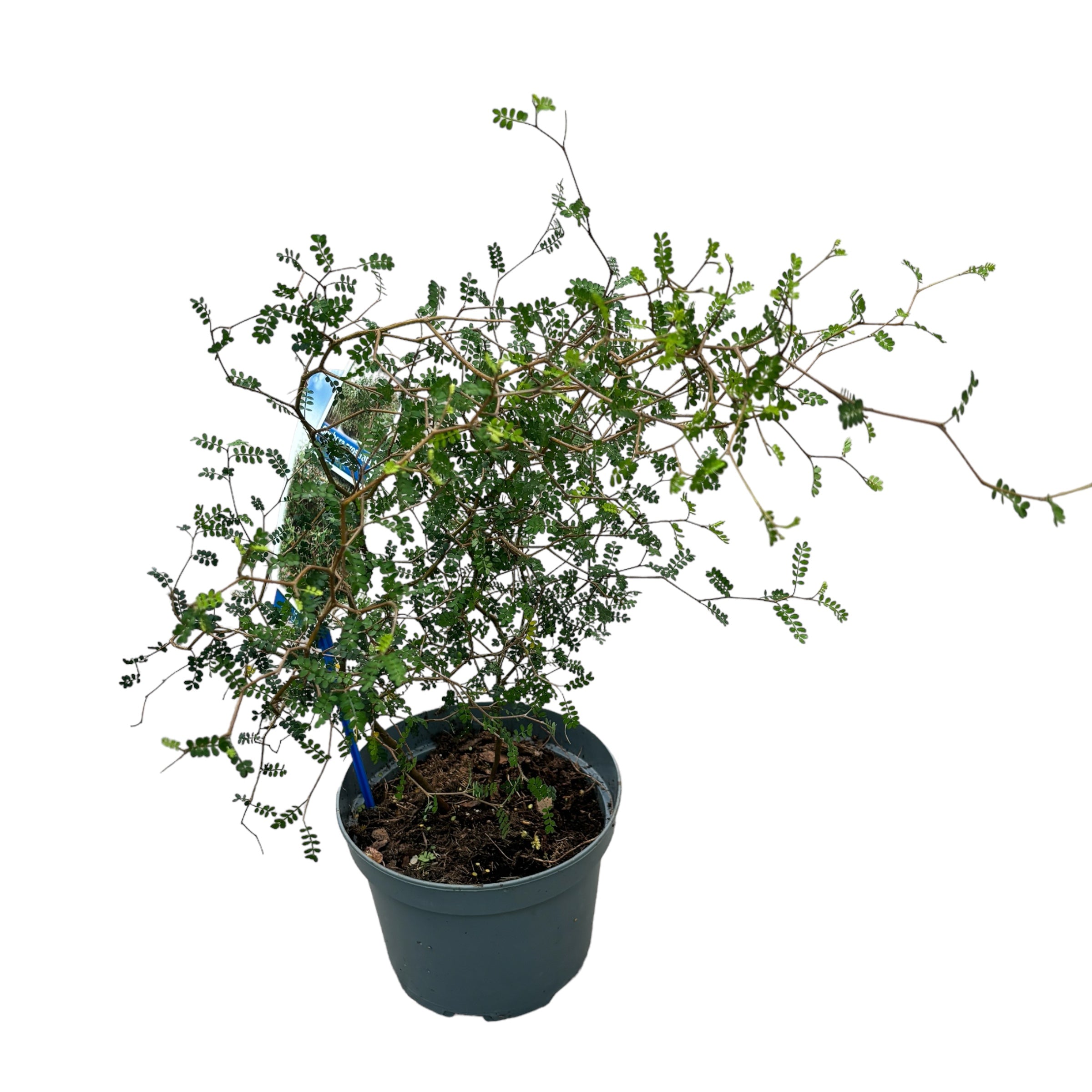 Kowhai (Sophora prostrata ‘Little Leaf’) – arbust exotic cu frunzis fin si flori aurii