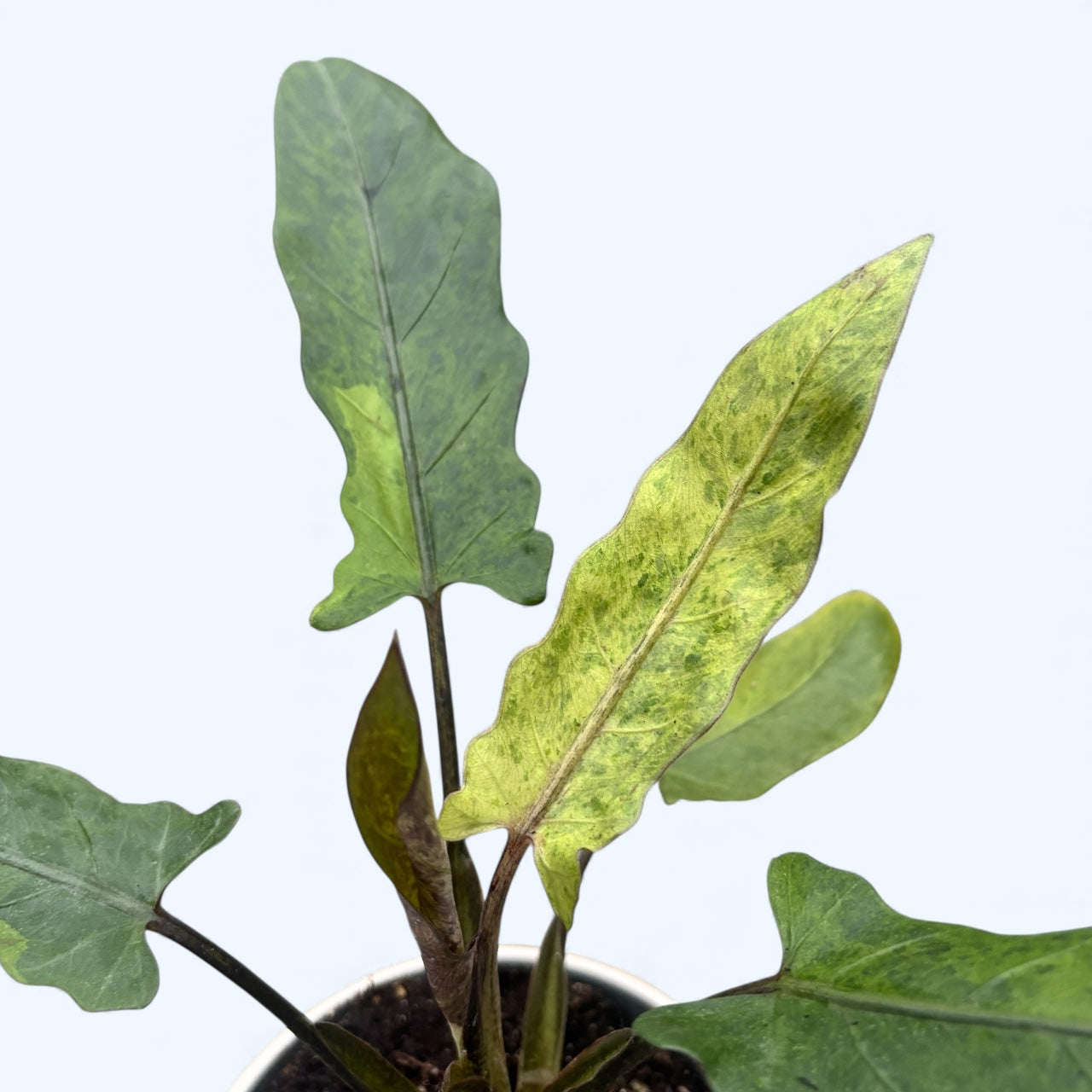 Alocasia lauterbachiana Variegata – frunzis lanceolat cu variegatie spectaculoasa, pentru colectionari