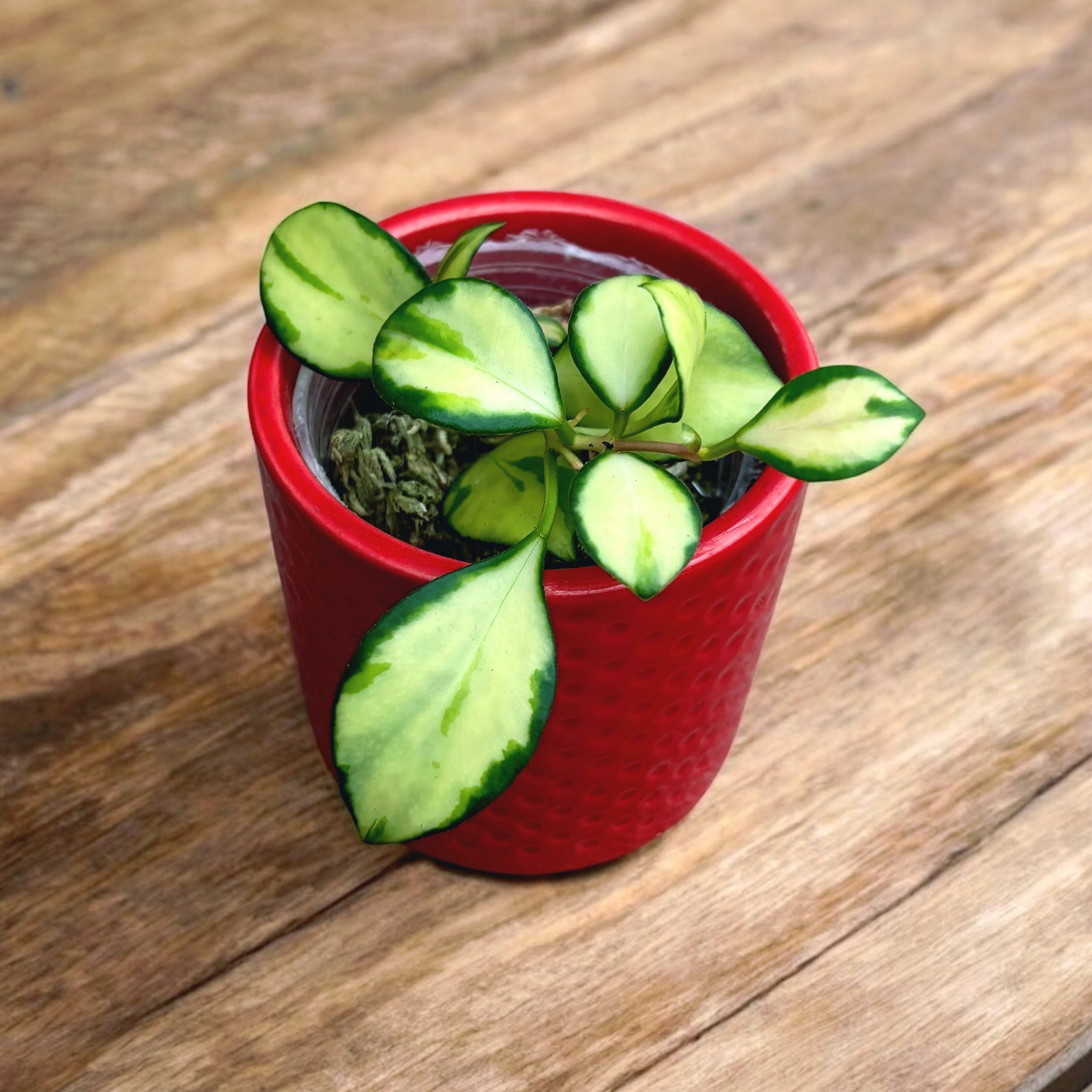 Hoya heuschkeliana 'Variegata' (Taiwan)