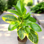 Ficus altissima 'Yellow Gem' - Variegated ficus with lime-green leaves