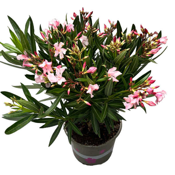 Pink Leander - (Nerium Olander) 2 plants/pots, XL specimens