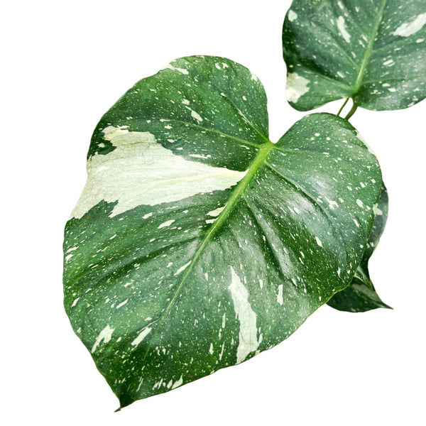 Sternbild Monstera Thai (MTC#12)