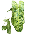 Philodendron Paraiso Verde 2pp