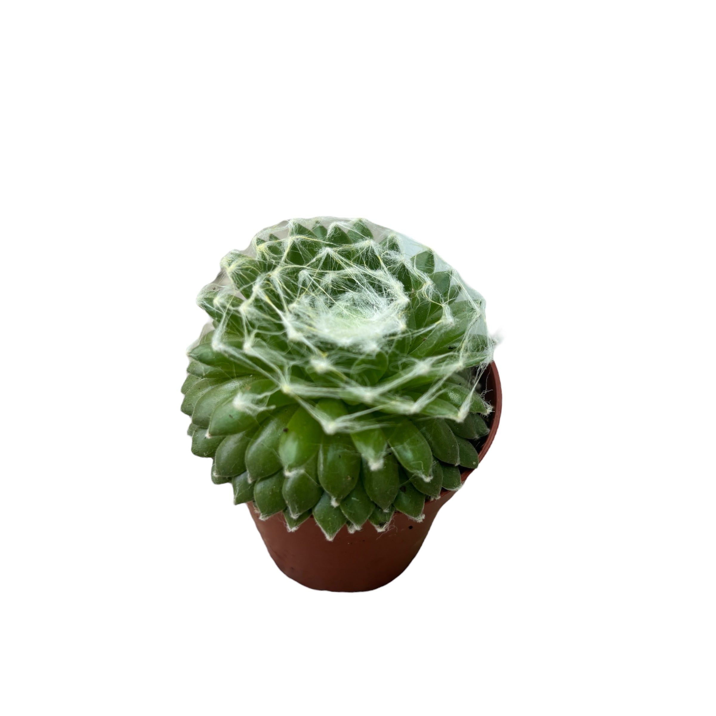 Sempervivum arachnoideum (planta urechelnita)