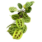 Maranta Leuconeura ‘Fantasy’ 2 rastliny/kvetináč