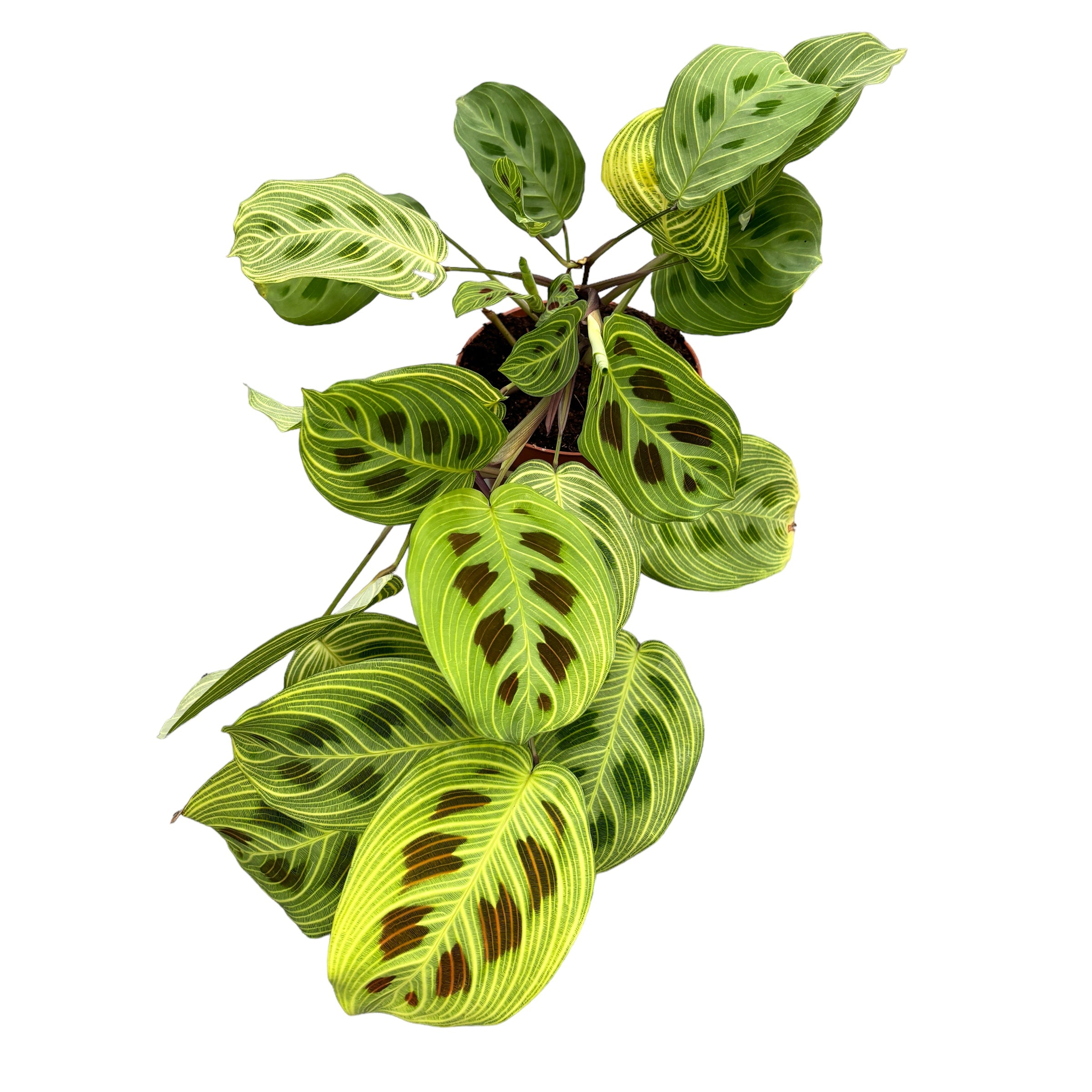 Maranta Leuconeura ‘Fantasy’ 2 plante/ghiveci