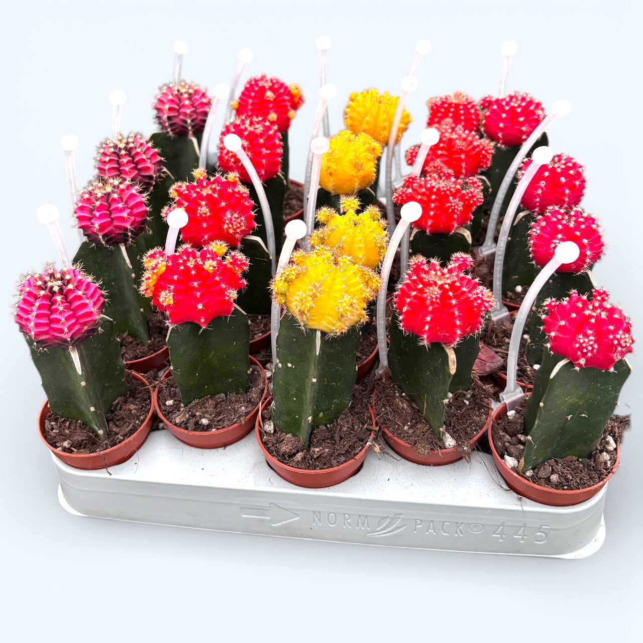 Gymnocalycium mini - Cactusi altoiti colorati