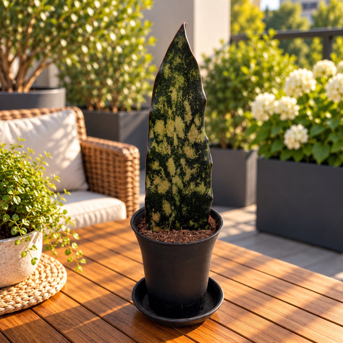Sansevieria 'Granite Emerald' - Sansevieria with broad, marbled green leaves