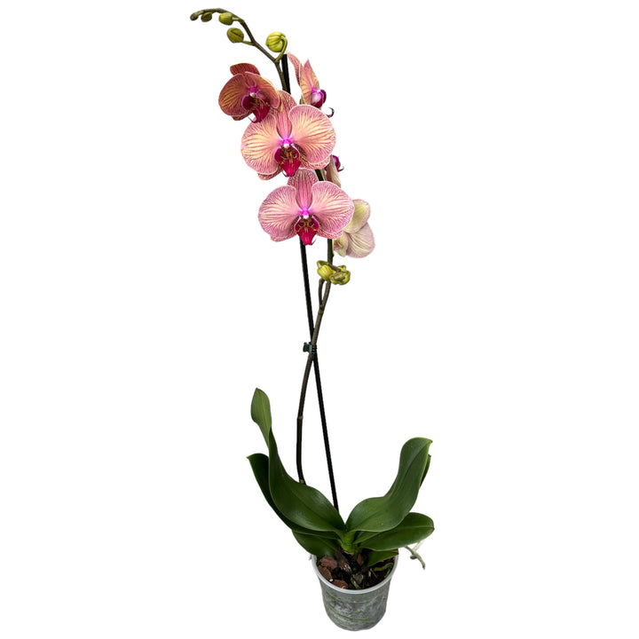 Phalaenopsis Golden Leopard 