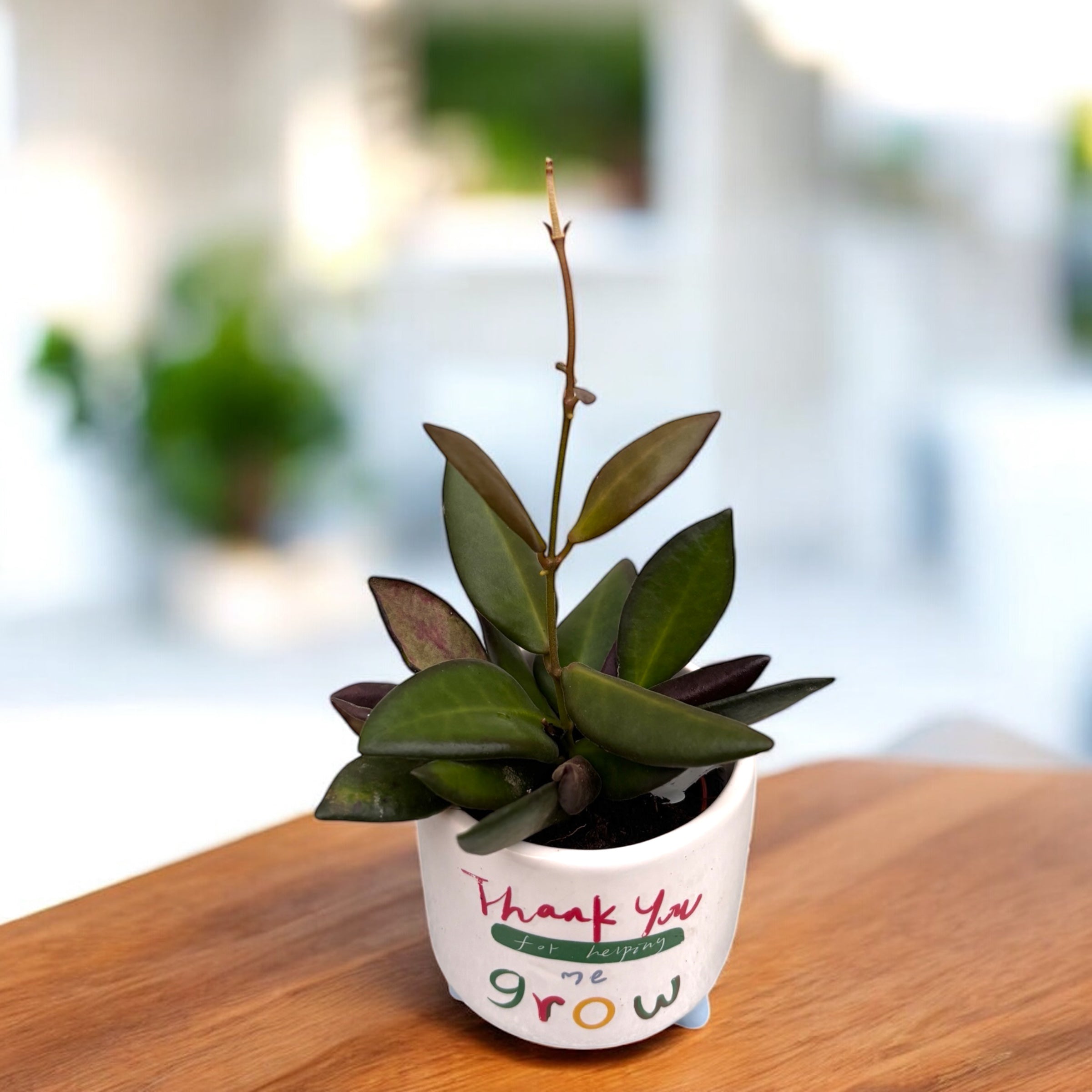 Hoya 'Rosita' (Red leaves) D6 - flori parfumate