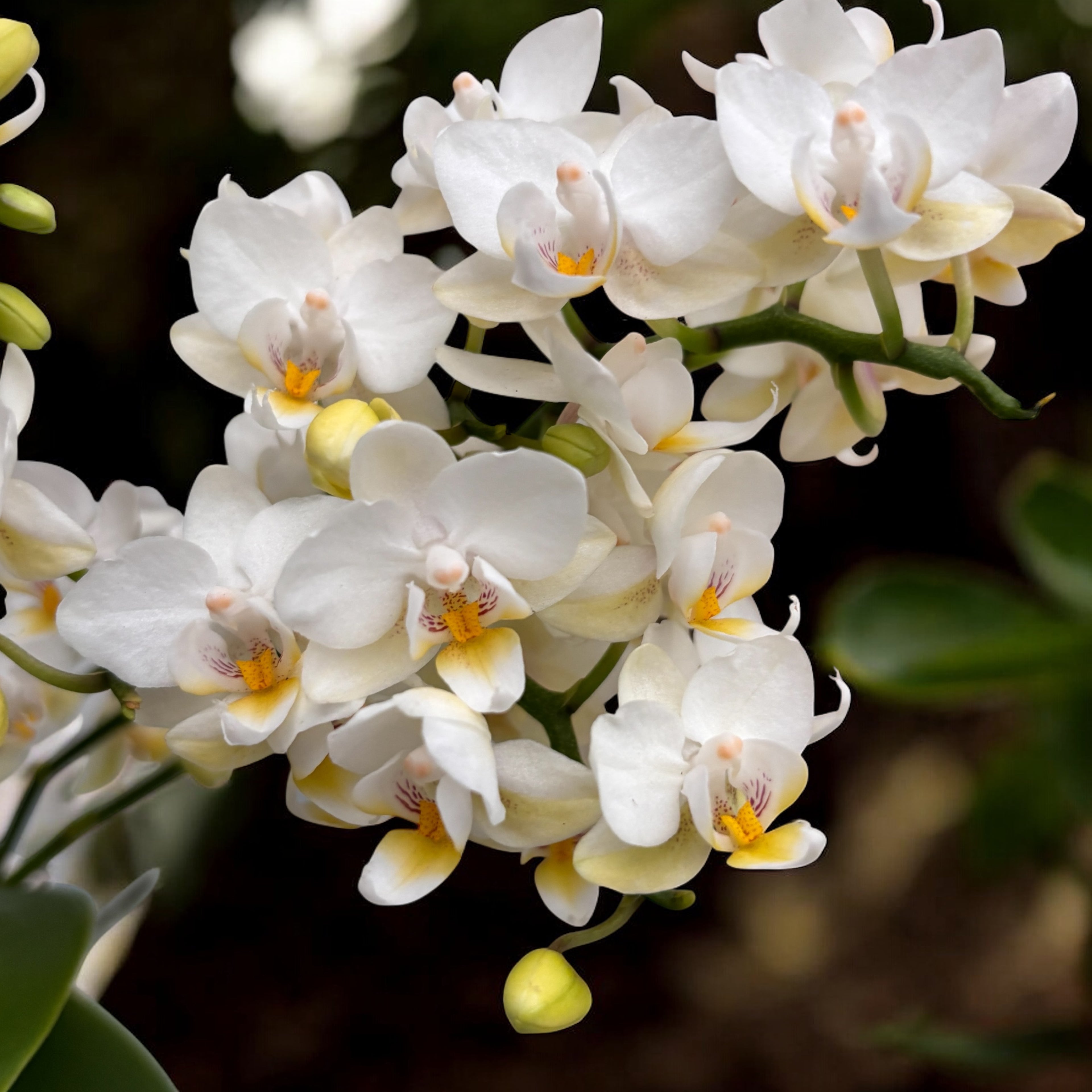 Phalaenopsis Soft Cloud (Wild) D7
