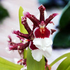 Oncidium Debutante Fredensbog - fragrant