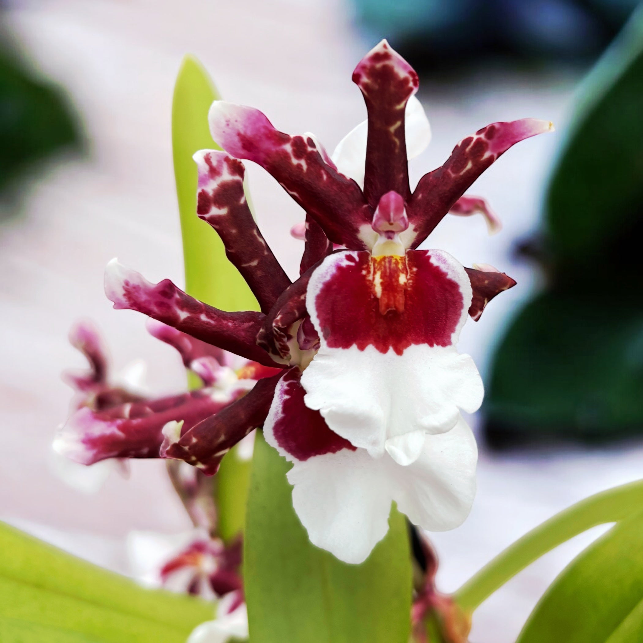 Oncidium Debutante Fredensbog - fragrant