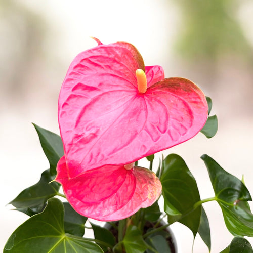 anthurium colorado pink Anthurium Colorado (flori XL roz) – Secret Garden Plant Shop