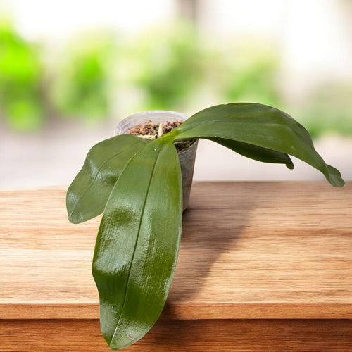 Phalaenopsis violacea var. coerulea (peloric - butterfly) - parfumata