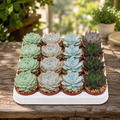 Echeveria-Mix - Set mit 20 Pflanzen