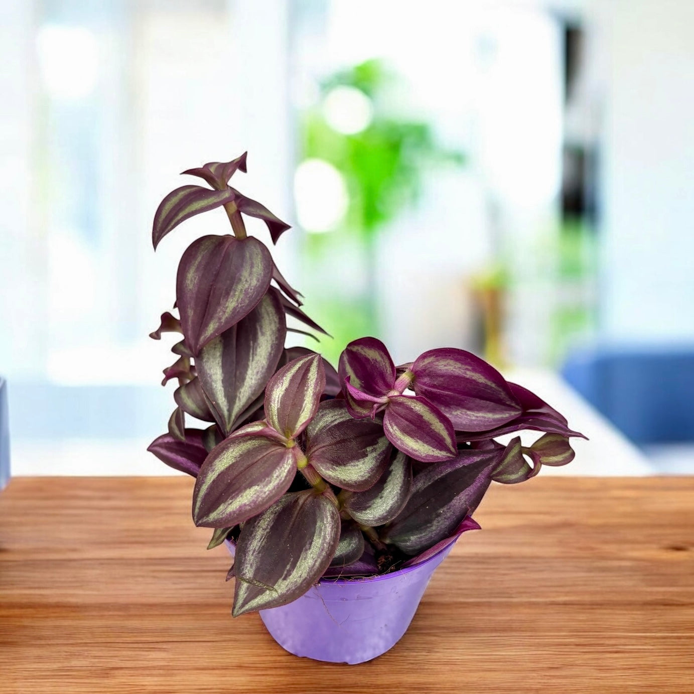 洋楽 ELATE - passion Tradescantia zebrina 'Purple Passion' - hangplant met paarse