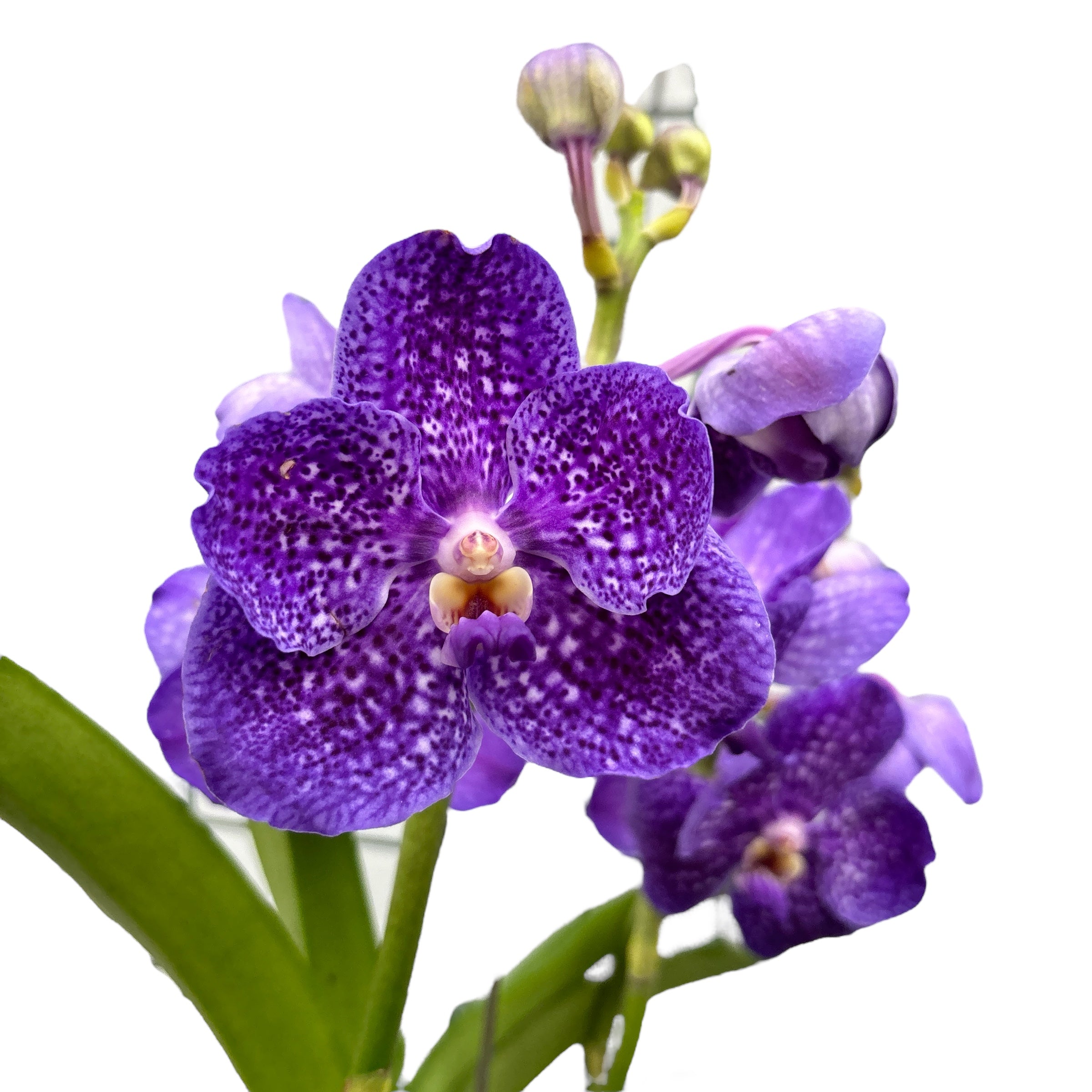 Vanda Tweed Blau (ANSU)