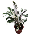 Calathea 'White Fusion' D17