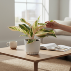 Aglaonema Siam Aurora Pink (Lipstick pink) - 2 plante/ghiveci