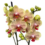 Phalaenopsis Fancy Freckles