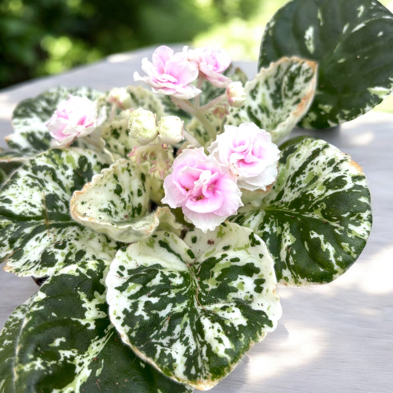 Saintpaulia ‘Watermelon Snow’ - violeta africana cu frunzis variegat si flori duble roz-pal