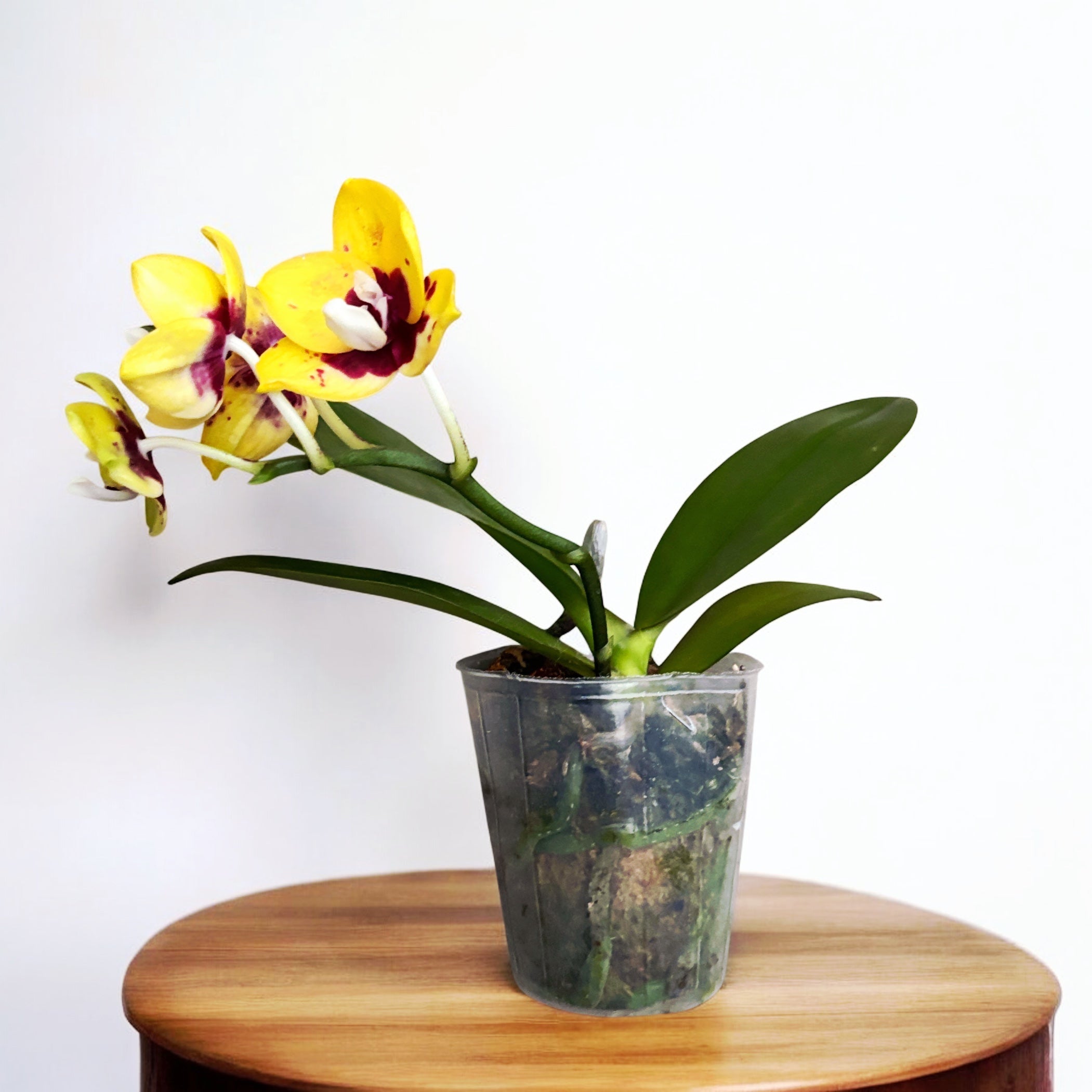 Phalaenopsis Yaphon Black Leopard '1711' - parfumata