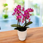 Phalaenopsis Secret Fragrance (Aromio Floral) flori intens parfumate