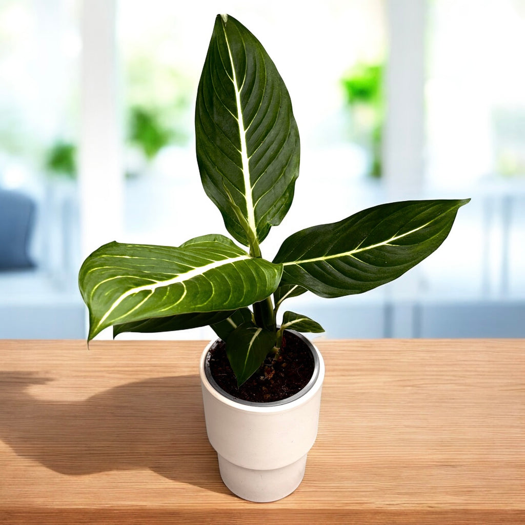 Dieffenbachia maculata ‘Sterling’