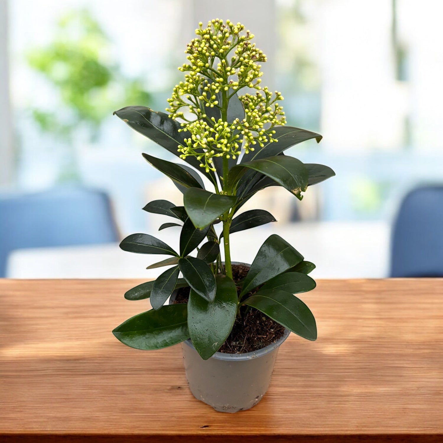 Skimmia Japonica 'Finchy' - Eleganta alba pentru decorul de iarna