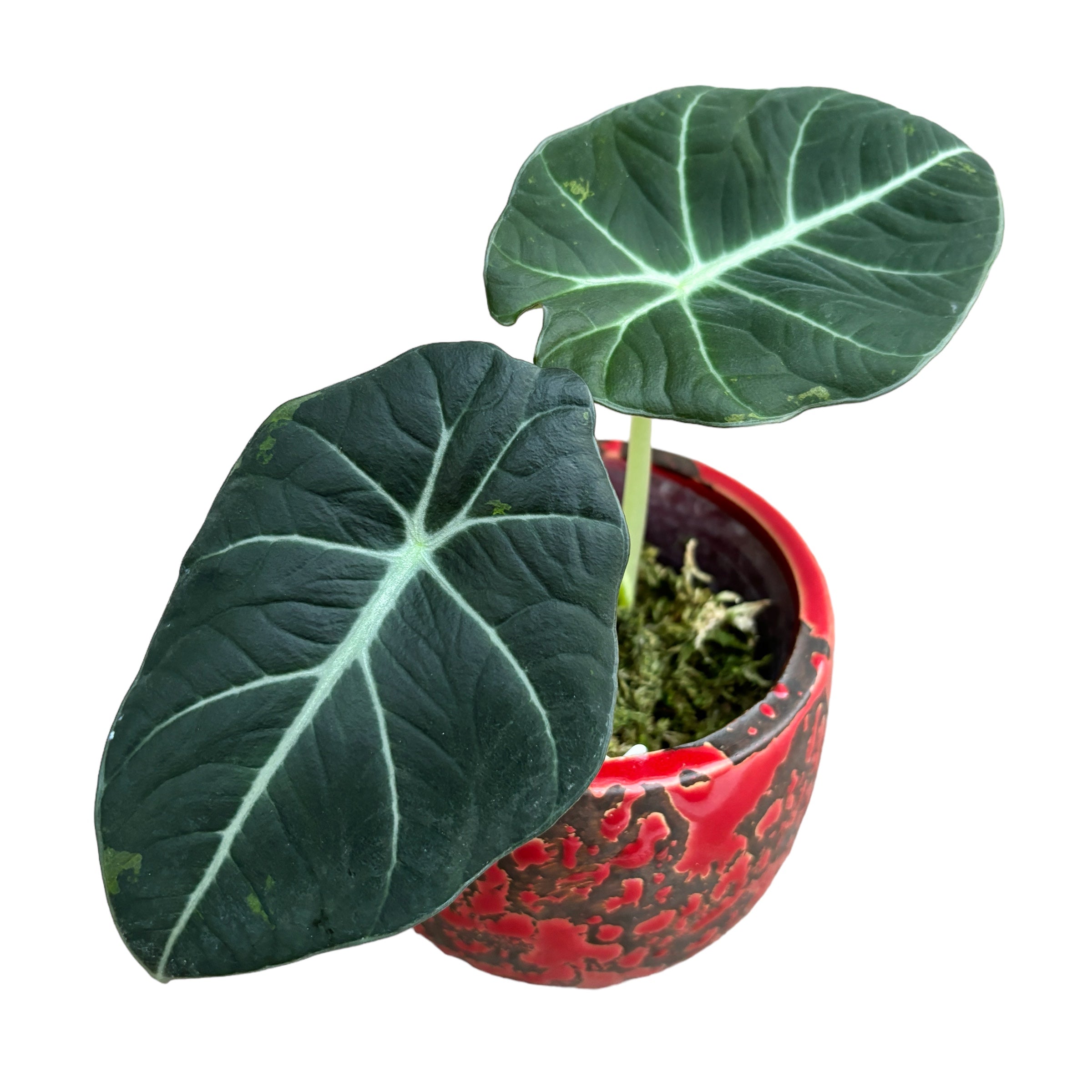 Alocasia reginula 'Black Velvet Variegata'