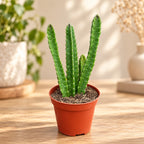 Stapelia gigantea - Stapelie mit riesiger Blüte / Seesternblume