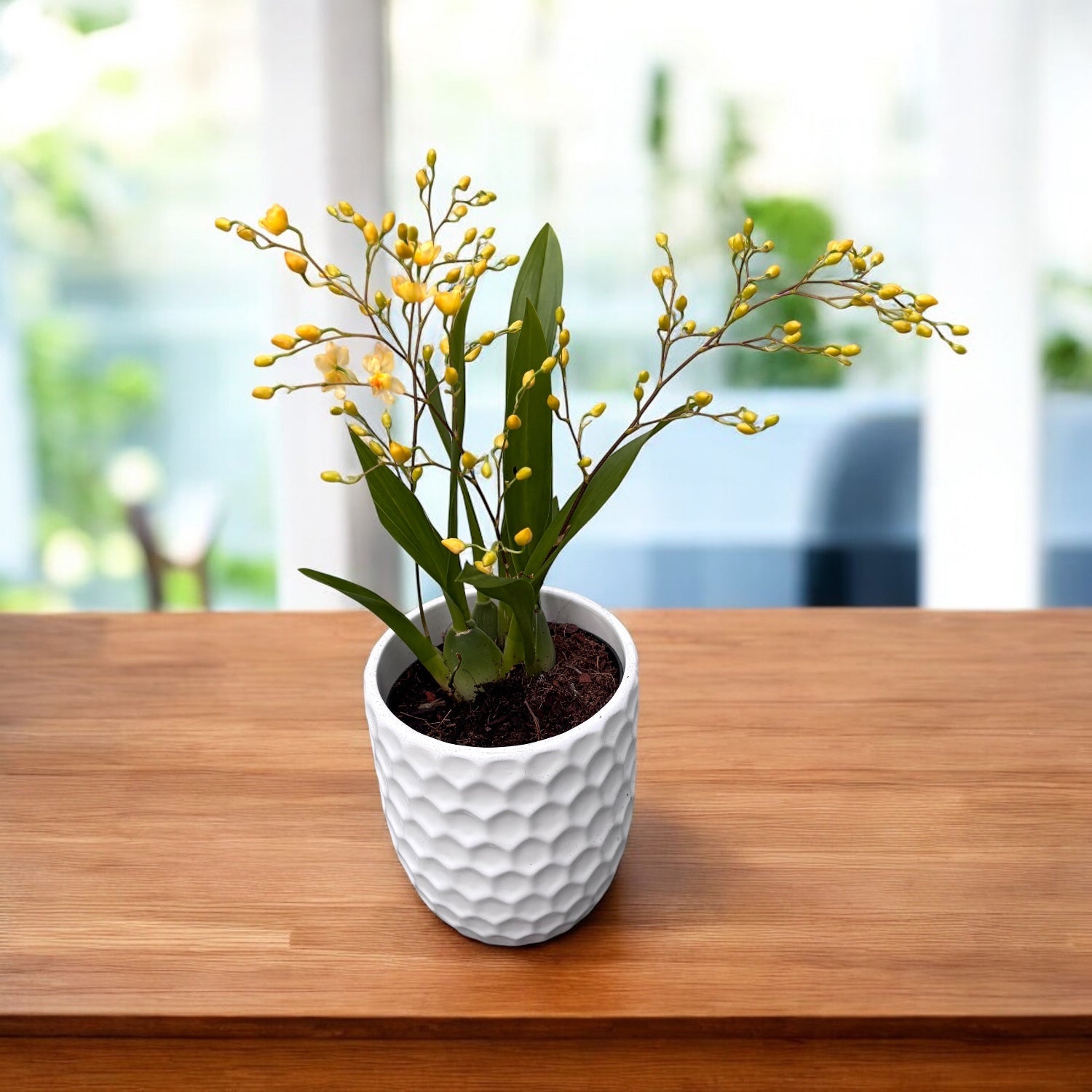 Oncidium Twinkle mix D8 (flori intens parfumate)