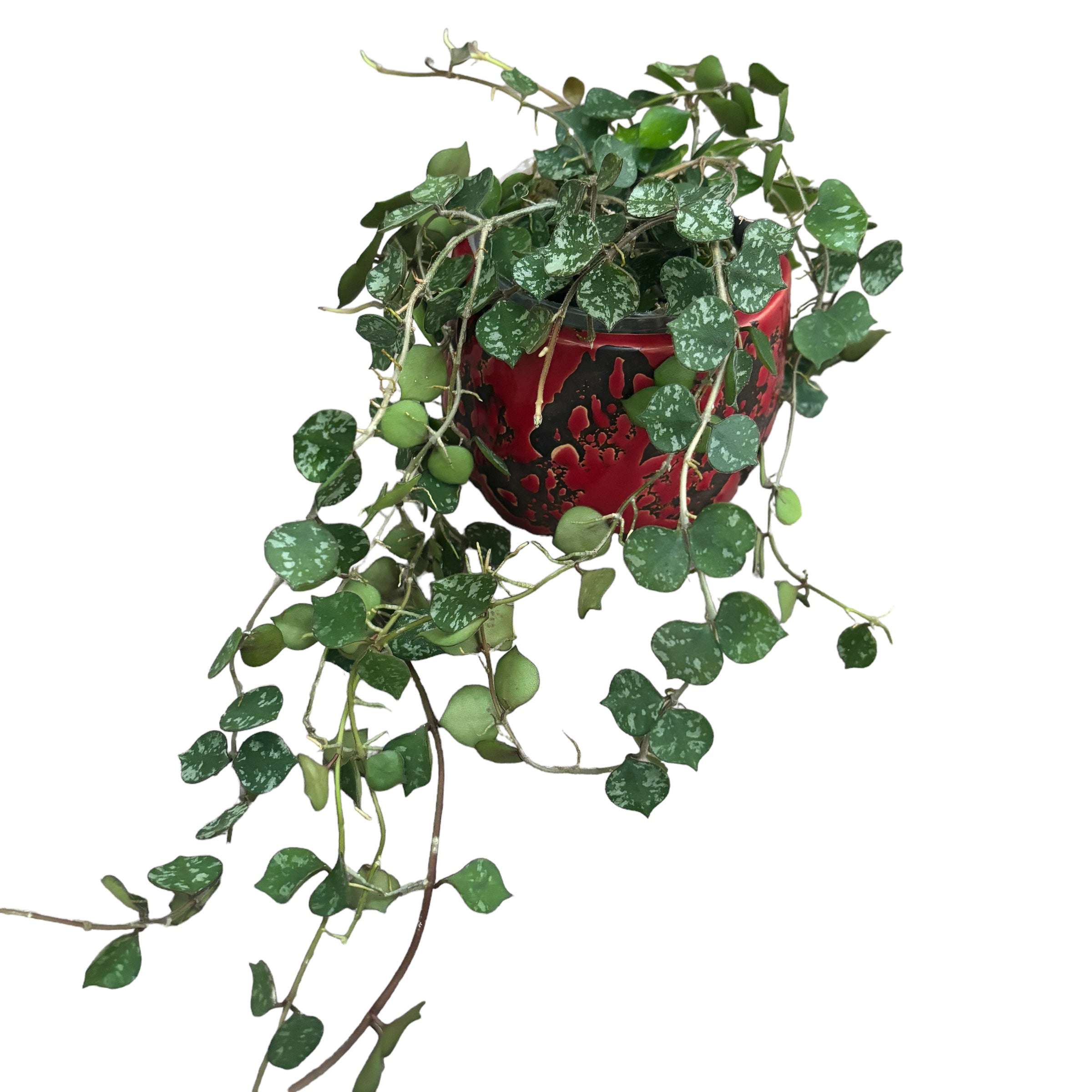 Hoya curtisii (Taiwan) - exemplare dezvoltate