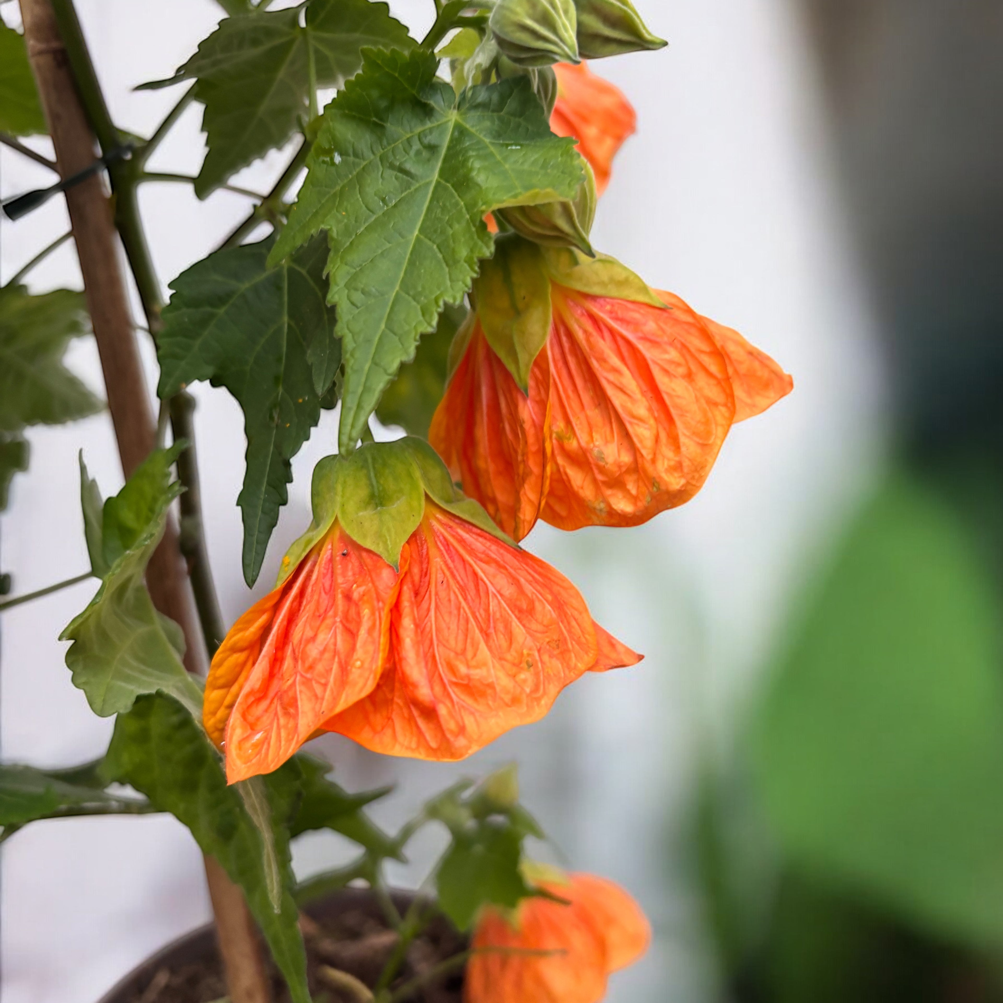 Abutilon 'Orange' (Floarea artar)