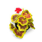 Pelargonium 'Occold Shield' (geraniums with colored leaves)