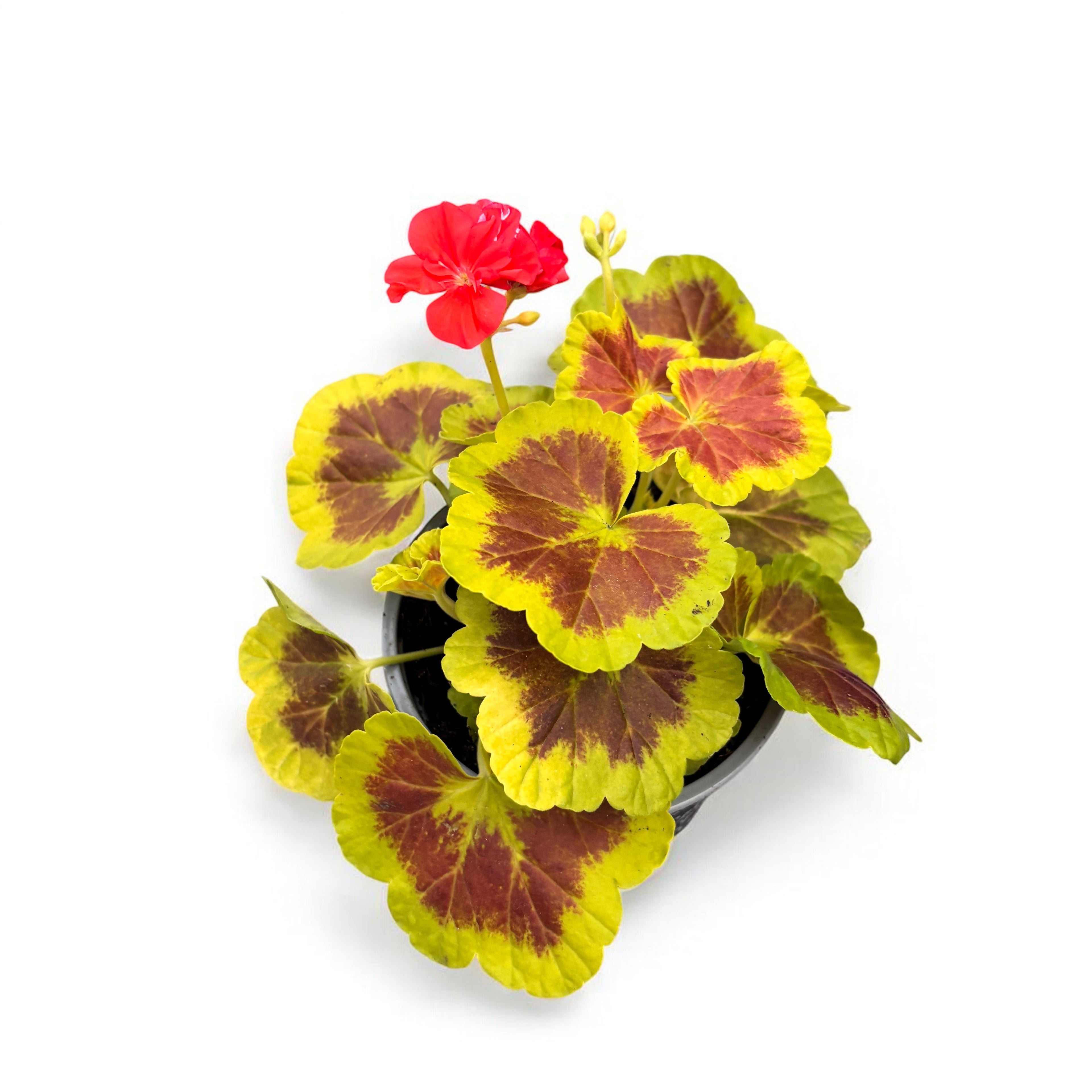 Pelargonium 'Occold Shield' (muscate cu frunze colorate)