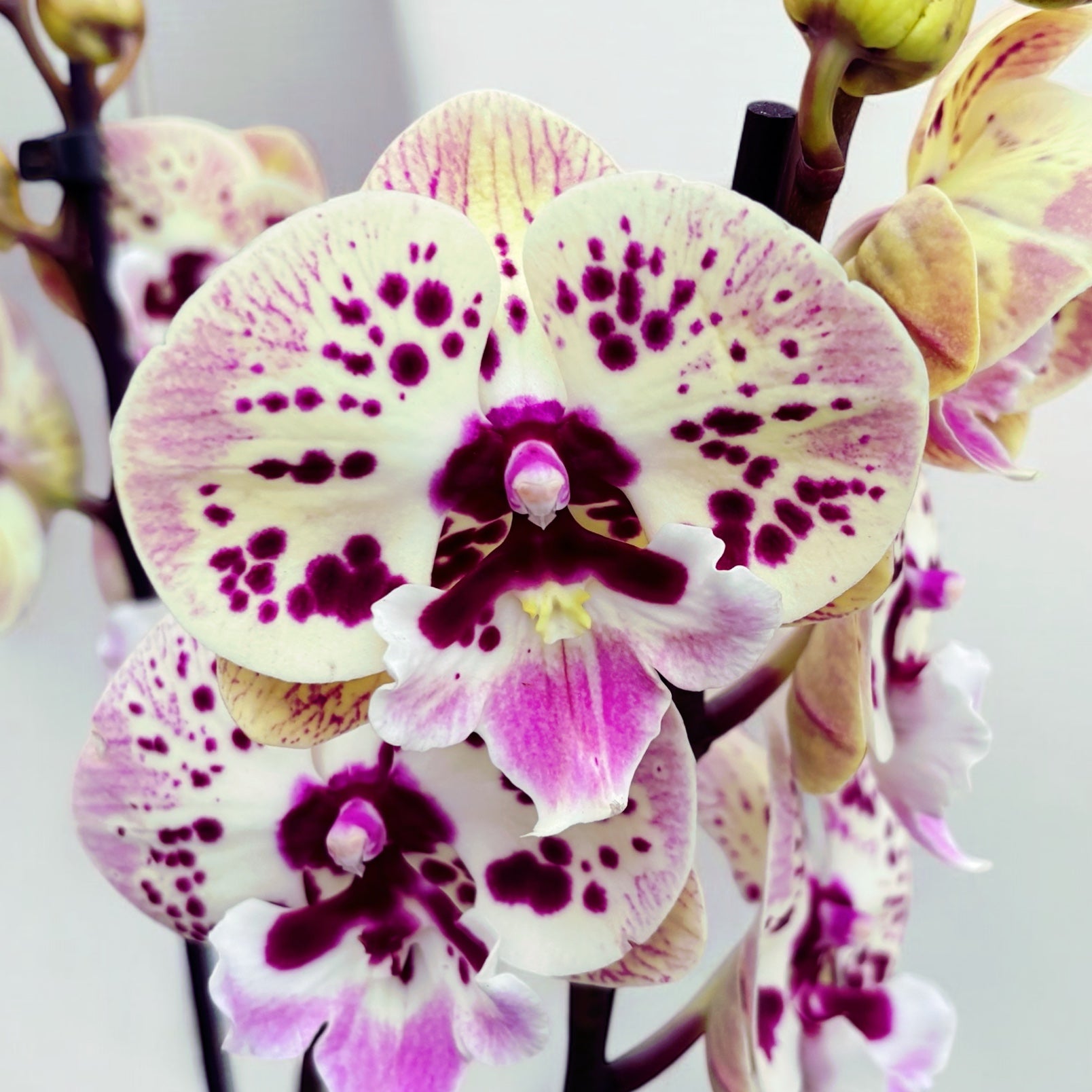 Phalaenopsis labbro grande maculato