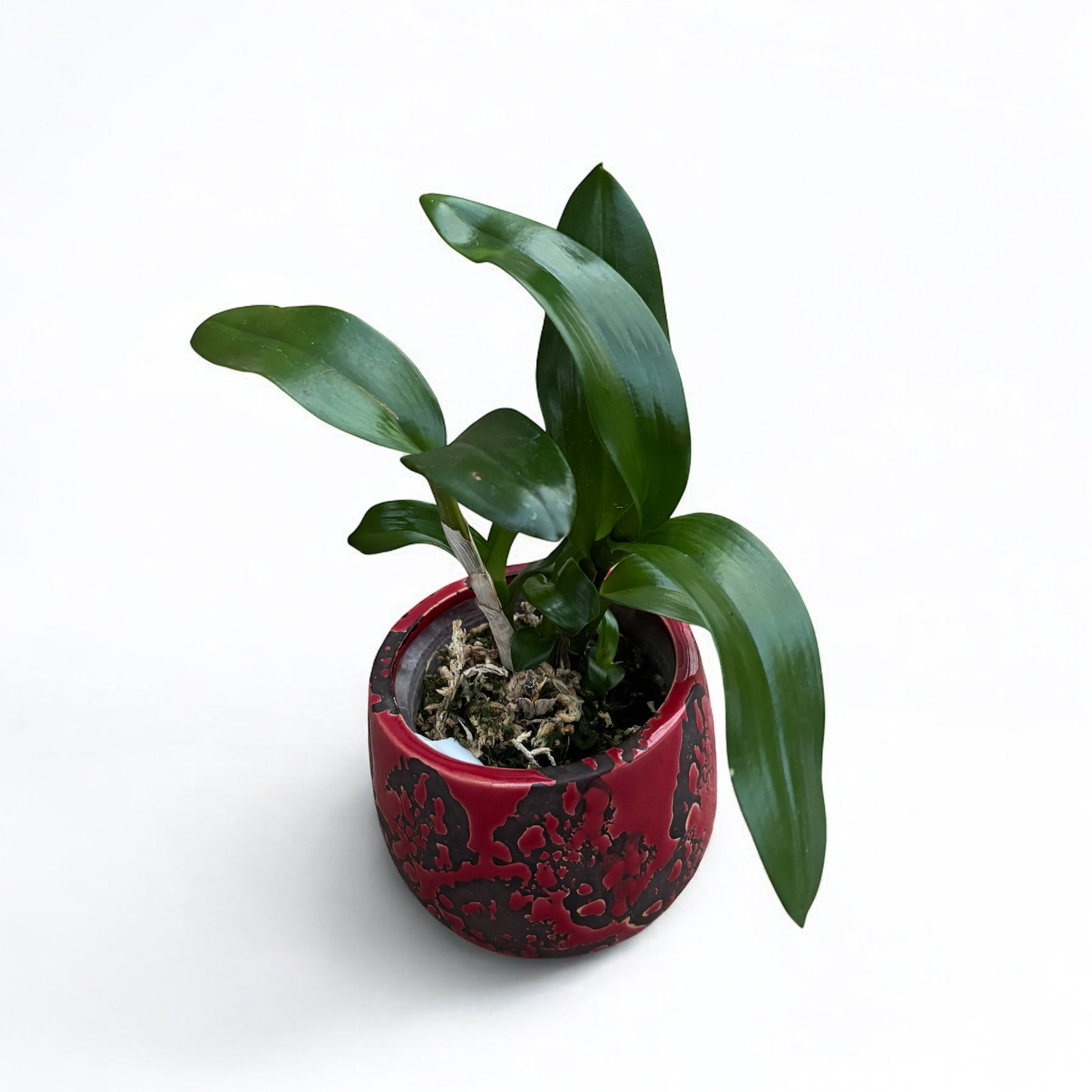 Dendrobium lasianthera – Secret Garden Plant Shop