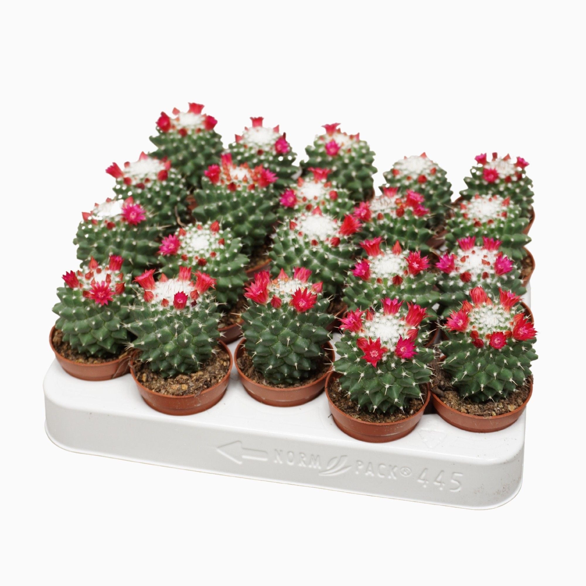 Mammillaria polythele „Toluca” – ritka, oszlopos kaktusz finom tüskékkel és díszes virágokkal