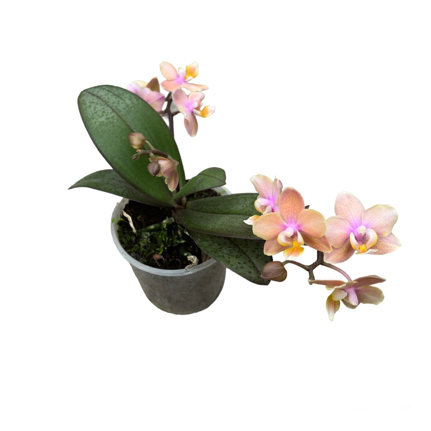 Phalaenopsis Aromio Carola - flori intens parfumate