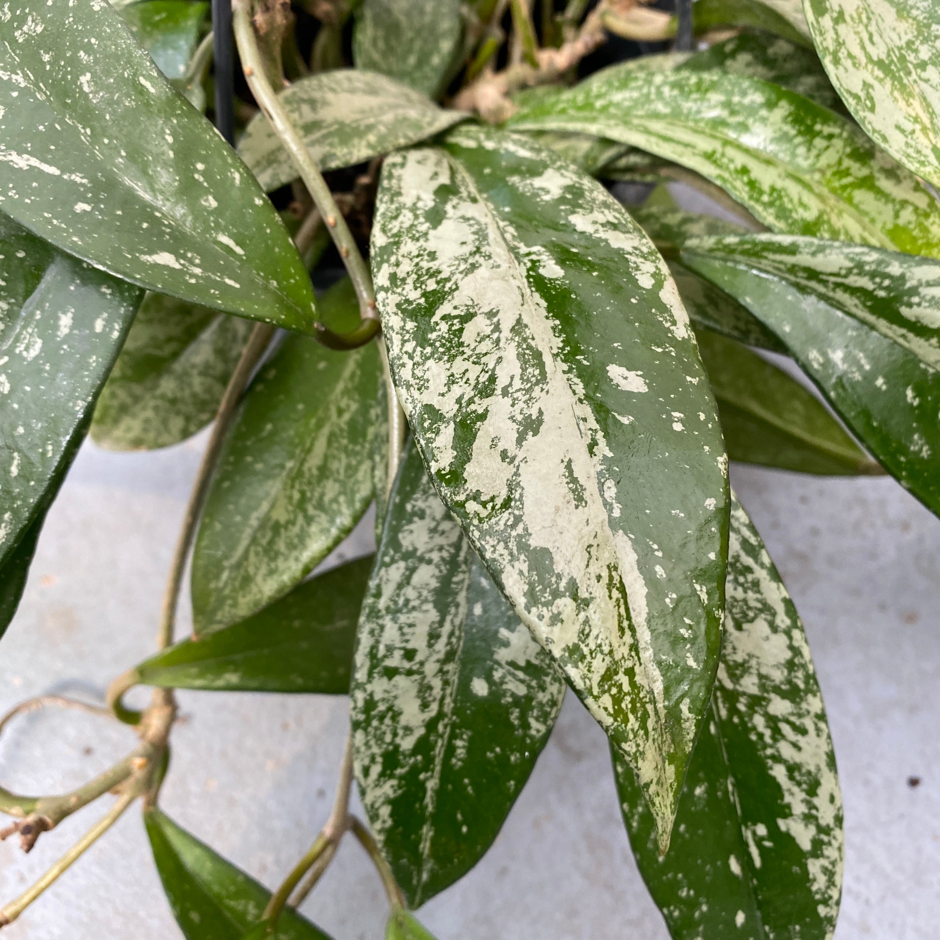 Hoya pubicalyx 'Reva' (super splash) D15 - full pots, 4 plante/pot