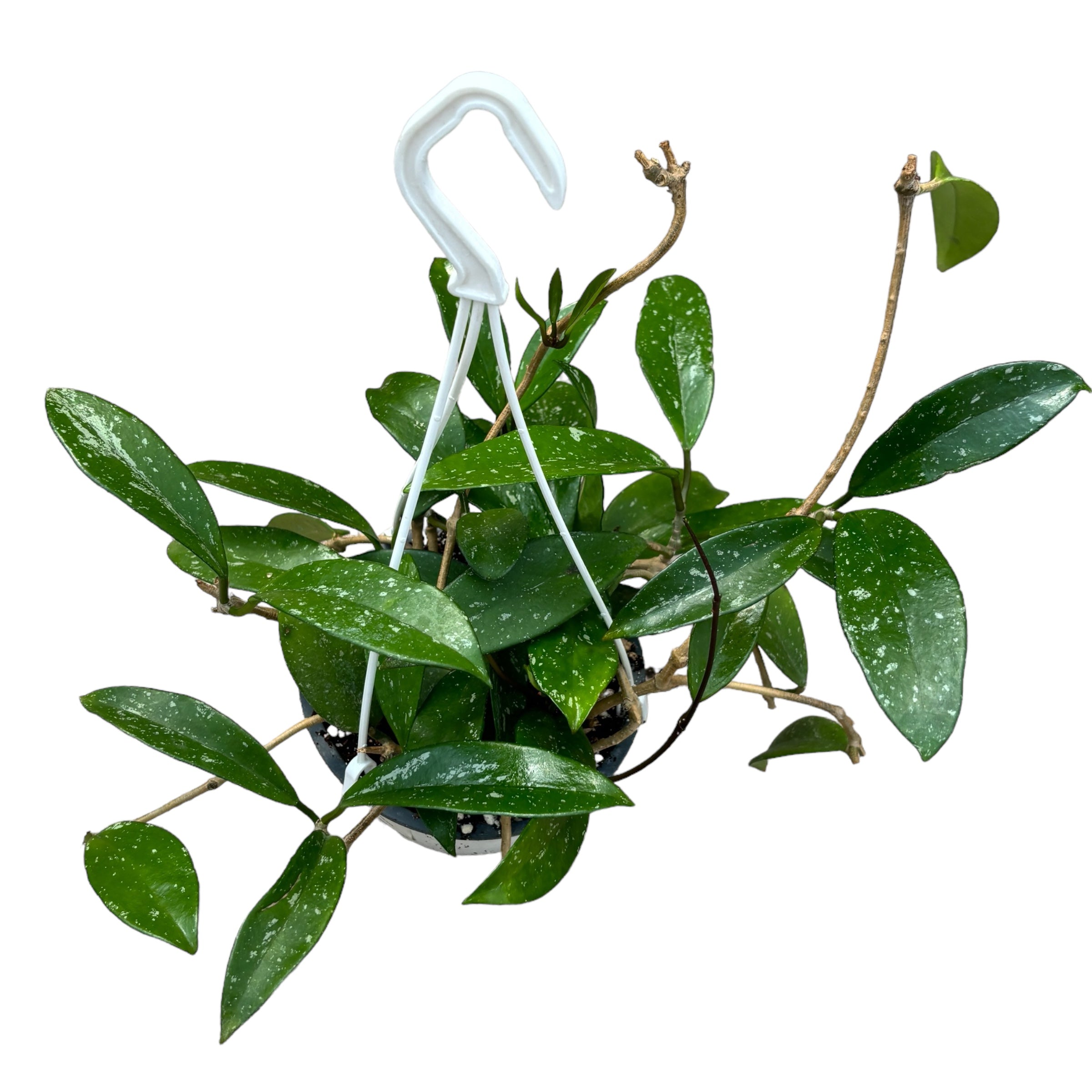 Hoya pubicalyx 'Pink Silver' D15 - exemplare XL