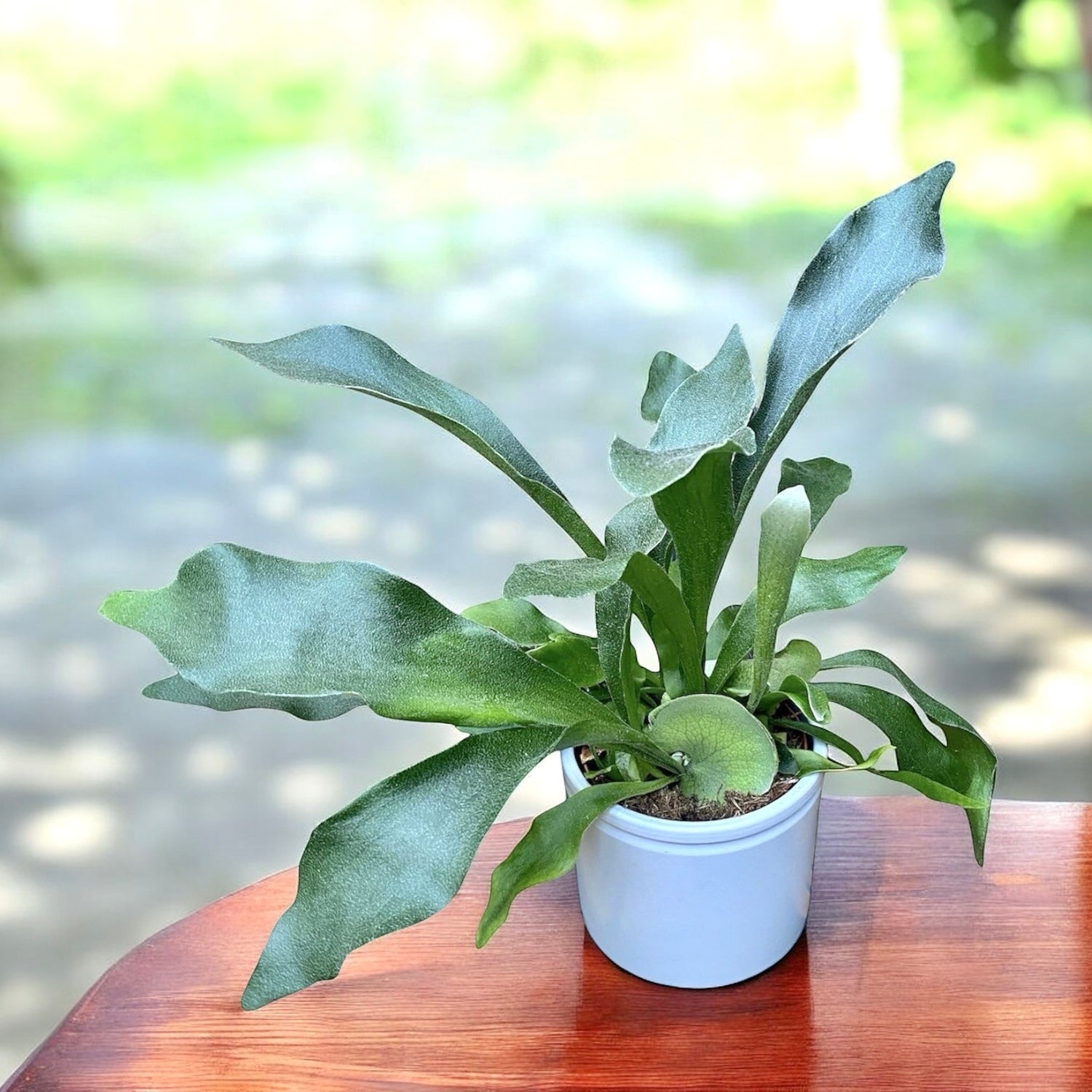 Platycerium bifurcatum - kapradina „jelení parohy“, exotická a působivá