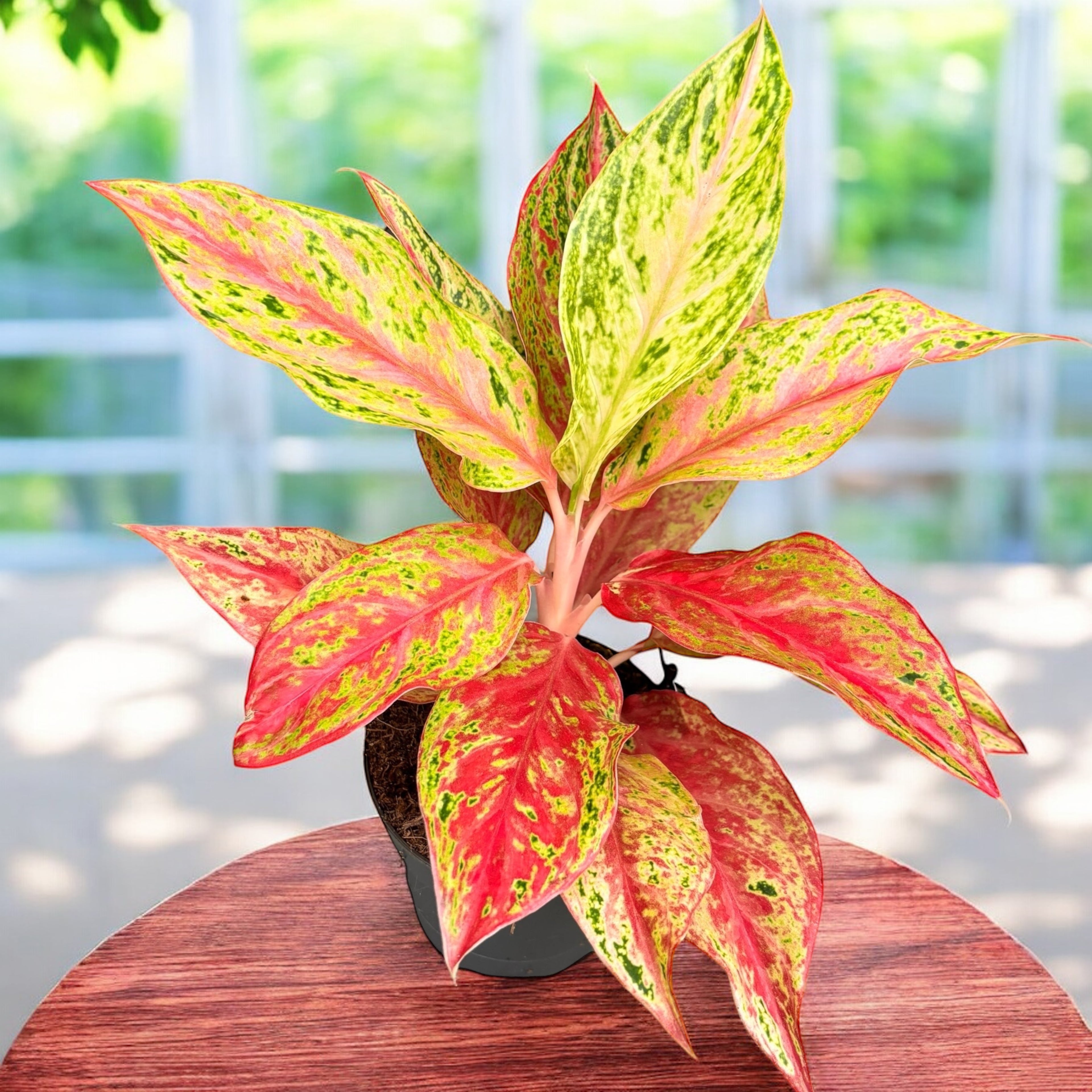 aglaonema rood Aglaonema 'Tahiti Rood' – Secret Garden Plant Shop
