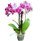 Phalaenopsis Hornglin Vicky (Peru)