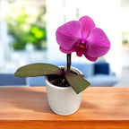 Phalaenopsis Singolo Rosa - fiore XXL
