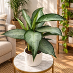 Aglaonema 'Silverado' -  planta exotica cu frunzis argintiu-metalizat